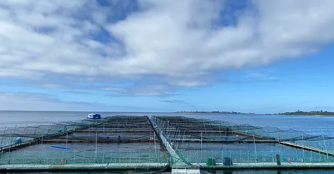 Salmonera